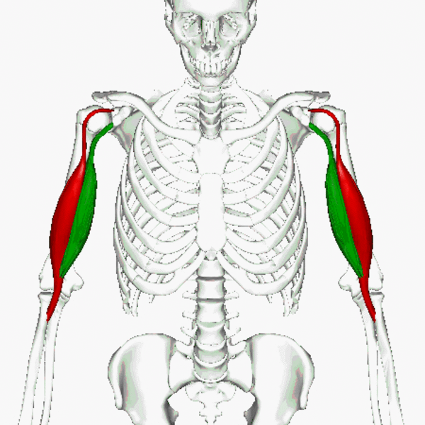 Biceps brachii muscle   animation04