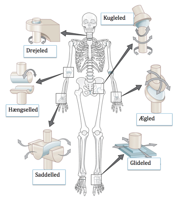 Anatomi i idræt - Undervisning
