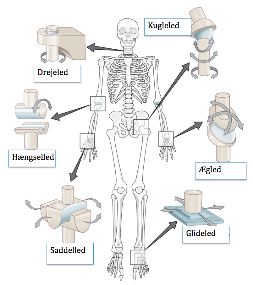 Anatomi idræt - Undervisning